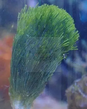 Fan Algae - Giant (Halimeda spp.) - Marine World Aquatics