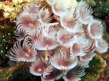 Feather Duster - Cluster (Bispira brunnea) - Marine World Aquatics