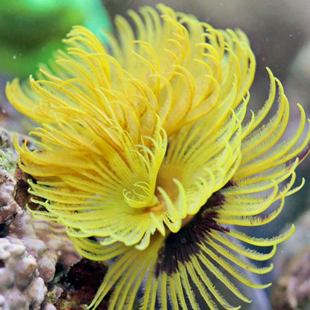 Feather Duster - Spiral Gold