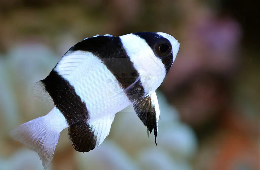 Fijian Panda Damsel (Chrysiptera tricincta) - Marine World Aquatics