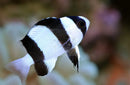 Fijian Panda Damsel (Chrysiptera tricincta) - Marine World Aquatics