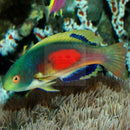 Fijian Velvet Dwarf Parrot (Cirrhilabrus scottorum) - Marine World Aquatics