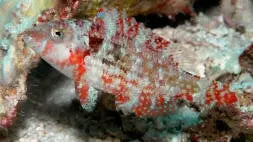 Fire Tusk (Cheilinus oxycephalus) - Marine World Aquatics