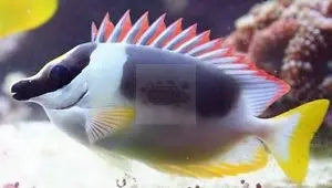FoxFace Magnificent (Siganus magnificus venomous) - Marine World Aquatics