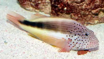 Freckled Hawkfish (Paracirrhites forsteri) - Marine World Aquatics