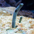 Garden Eel (Heteroconger hassi) - Marine World Aquatics