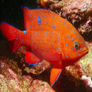 Garibaldi (Hypsypops rubicunda) - Marine World Aquatics