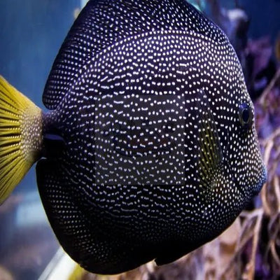 Clown Tang for Sale | Marine World Aquatics