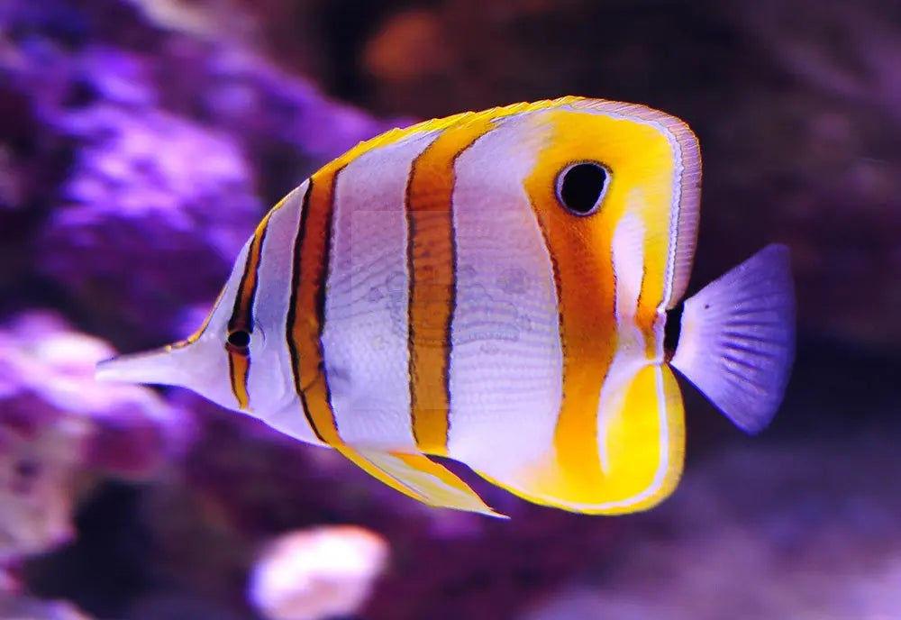 Giant Australian Copperband Butterfly (Chelmon rostratus) - Marine World Aquatics