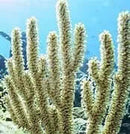 Giant Polyp Gorgonia (Plexaurella spp.) - Marine World Aquatics
