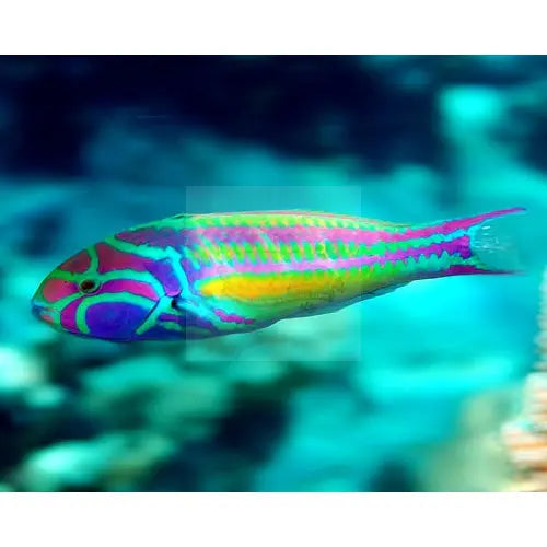 Glorious Wrasse (Thalassoma quinquevittatum) - Marine World Aquatics