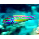 Glorious Wrasse (Thalassoma quinquevittatum) - Marine World Aquatics