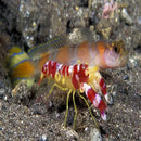 Shrimp/Goby Pair - Marine World Aquatics