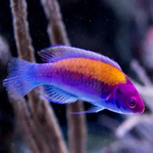 Gold Flash Dwarf Parrot (Cirrhilabrus aurantidorsalis) - Marine World Aquatics