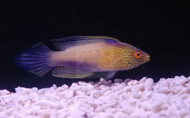 Golden Dwarf Parrot (Cirrhilabrus rhomboidalis) - Marine World Aquatics