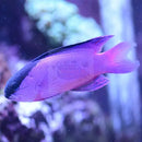 Gramma - Blackcap (Gramma melacara) - Marine World Aquatics