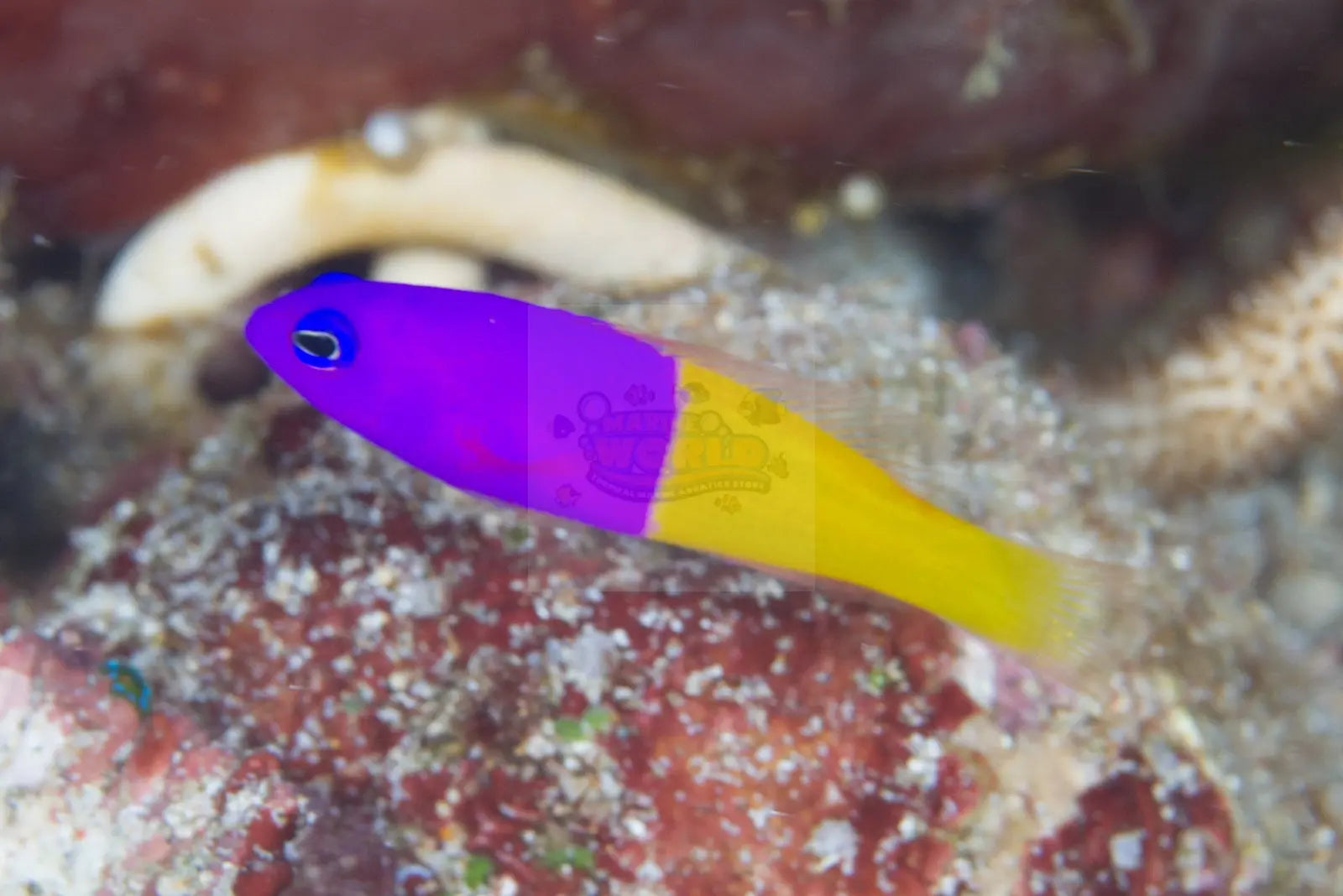 Gramma - False (Pictichromis paccagnellae) - Marine World Aquatics