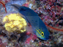 Gramma - Yellow Cheek (Gramma linki) - Marine World Aquatics