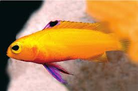 Golden Cuban Gramma (Gramma Dejong)