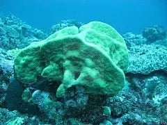 Grass (Pavona spp) - Marine World Aquatics