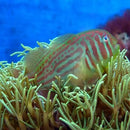 Green Goby (Gobiodon histrio) - Marine World Aquatics