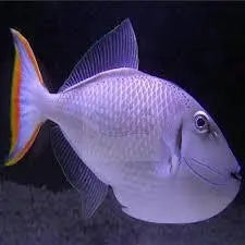 Greeni Trigger (Xanthichthys kiritimati) - Marine World Aquatics