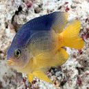 Gregory - Beau (Stegastes leucostictus) - Marine World Aquatics