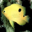 Gregory - Honey (Stegastes planifrons) - Marine World Aquatics