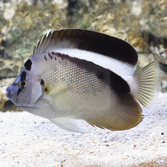 Griffis Angelfish (Apolemichthys griffisi) - Marine World Aquatics