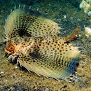 Gurnard - Jet (Eurypegasus draconis) - Marine World Aquatics