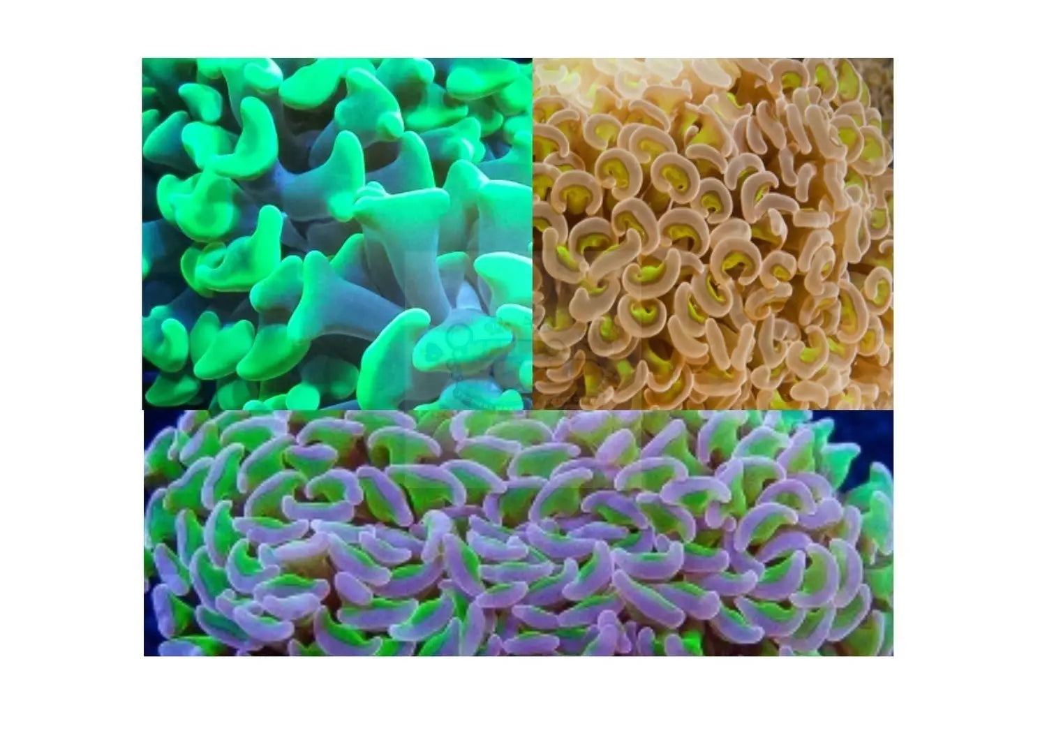 Hammerhead Branched (Euphyllia spp) - Marine World Aquatics