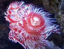 Hard Tube Worm - Coloured  (Protula bispiralis) - Marine World Aquatics