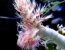 Hard Tube Worm -  (Protula bispiralis) - Marine World Aquatics