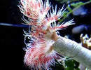 Hard Tube Worm -  (Protula bispiralis) - Marine World Aquatics