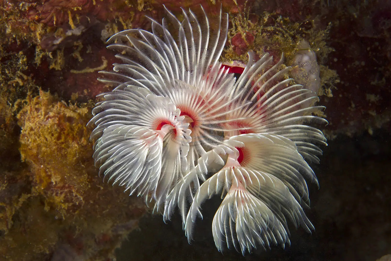 Hard Tube Worm -  (Protula bispiralis) - Marine World Aquatics
