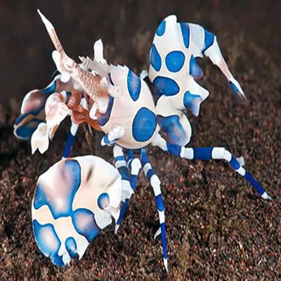 Explore Exquisite Shrimp Collection – Marine World Aquatics