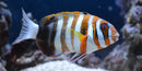 Harlequin Tusk - Australian:  (Choerodon fasciatus) - Marine World Aquatics