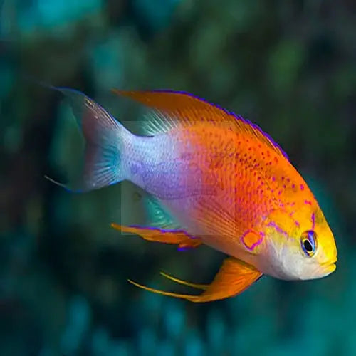 Hawaiian Long Fin Anthias (Pseudanthias hawaiiensis) - Marine World Aquatics