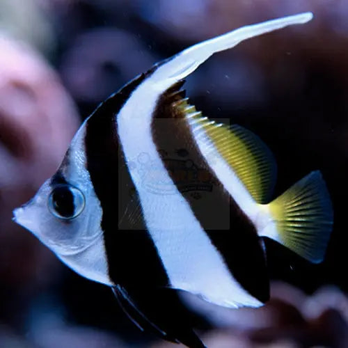 Heniochus Butterfly - B&W (Heniochus acuminatus) - Marine World Aquatics