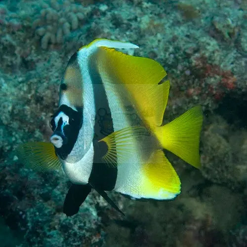 Heniochus Butterfly - Masked (Heniochus monoceros) - Marine World Aquatics