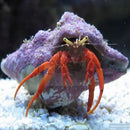 Hermit Crab - Red Leg (Paguristes Cadenati). - Marine World Aquatics