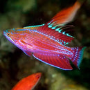 Hi Fin Dwarf Parrot (Paracheilinius filamentosus) - Marine World Aquatics