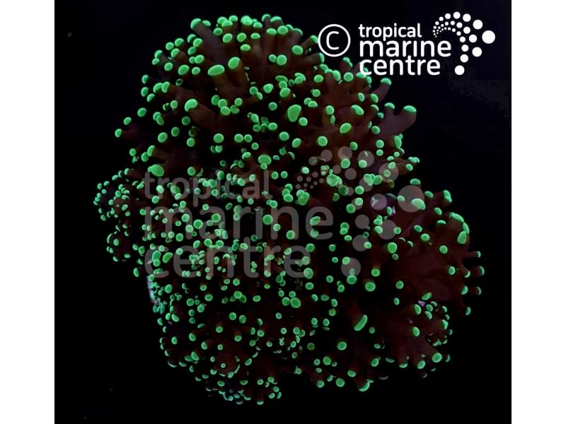 x1 Small Honey Frag (TMC)