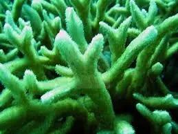 Horn Coral (Hydnophora spp) - Marine World Aquatics