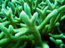 Horn Coral (Hydnophora spp) - Marine World Aquatics