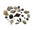 Hugo Kamishi Mixed Shells - Pack of 20 - Marine World Aquatics