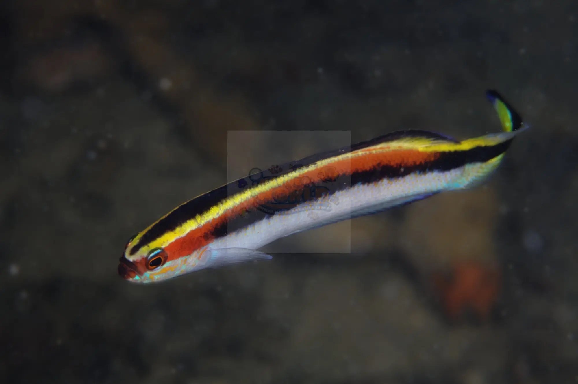 Hula Basslet (Trachinops taeniatus) - Marine World Aquatics