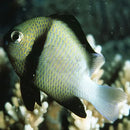 Humbug - Two Stripe (Dascyllus carneus) - Marine World Aquatics