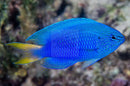 Jade Damsel (Pomacentrus pavo) - Marine World Aquatics