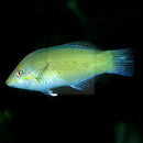 Jade Wrasse (Halichoeres chloropterus) - Marine World Aquatics